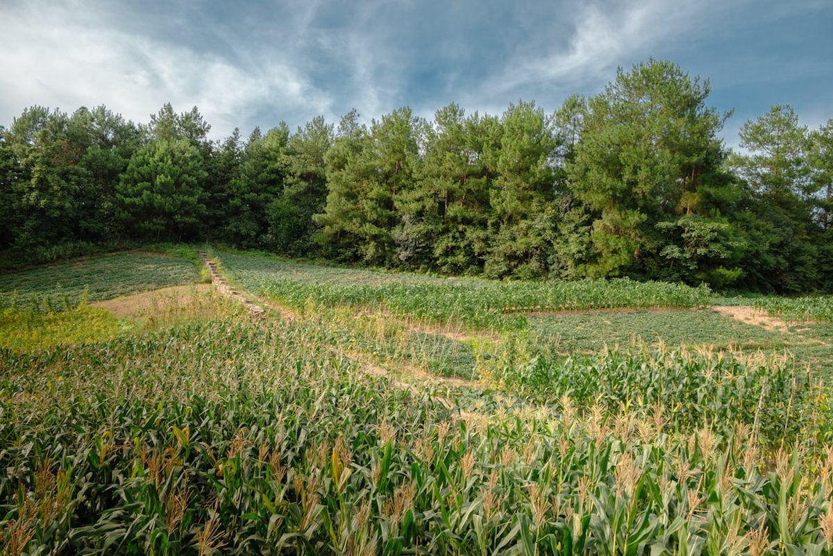 Hidden Gem Crops Farmers Grow