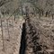 How to Plant Fall Cover Crops When Half the Country Is in Drought