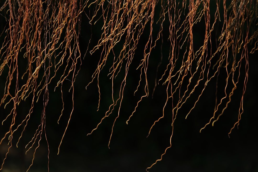 Cross-section illustration showing plant roots intertwined with mycorrhizal fungi networks in healthy garden soil