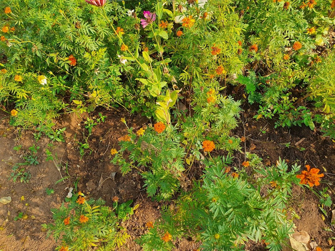 Vibrant garden bed showing tomatoes, basil, and marigolds growing together in rich dark soil