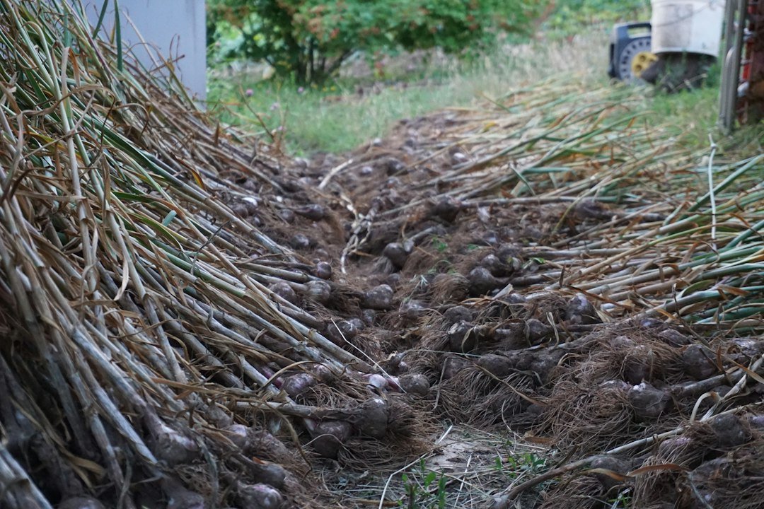 Gardener pressing garlic cloves pointed end up into prepared soil in a raised bed, with straw mulch beside the bed